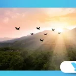 Bird Omens: What It Means When Birds Cross Your Path
