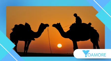 The Camel Whisperers of Rajasthan: A Look at Their Secret Signals