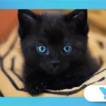 Why Black Cats Are Feared (and Loved) in Different Cultures