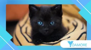 Why Black Cats Are Feared (and Loved) in Different Cultures