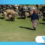 The decline of pastoralist languages in changing rural economies