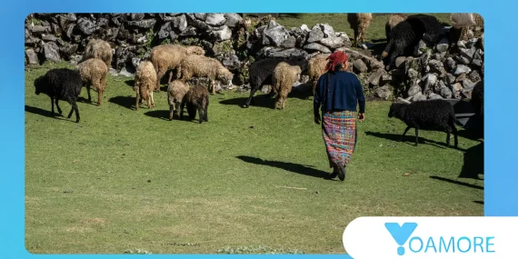 The decline of pastoralist languages in changing rural economies