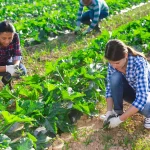 The Microculture of Seasonal Workers Who Return to the Same Place Every Year