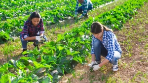 The Microculture of Seasonal Workers Who Return to the Same Place Every Year
