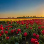 The Year Europe Ran Out of Tulips After the Bubble Burst