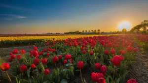 The Year Europe Ran Out of Tulips After the Bubble Burst