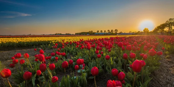 The Year Europe Ran Out of Tulips After the Bubble Burst